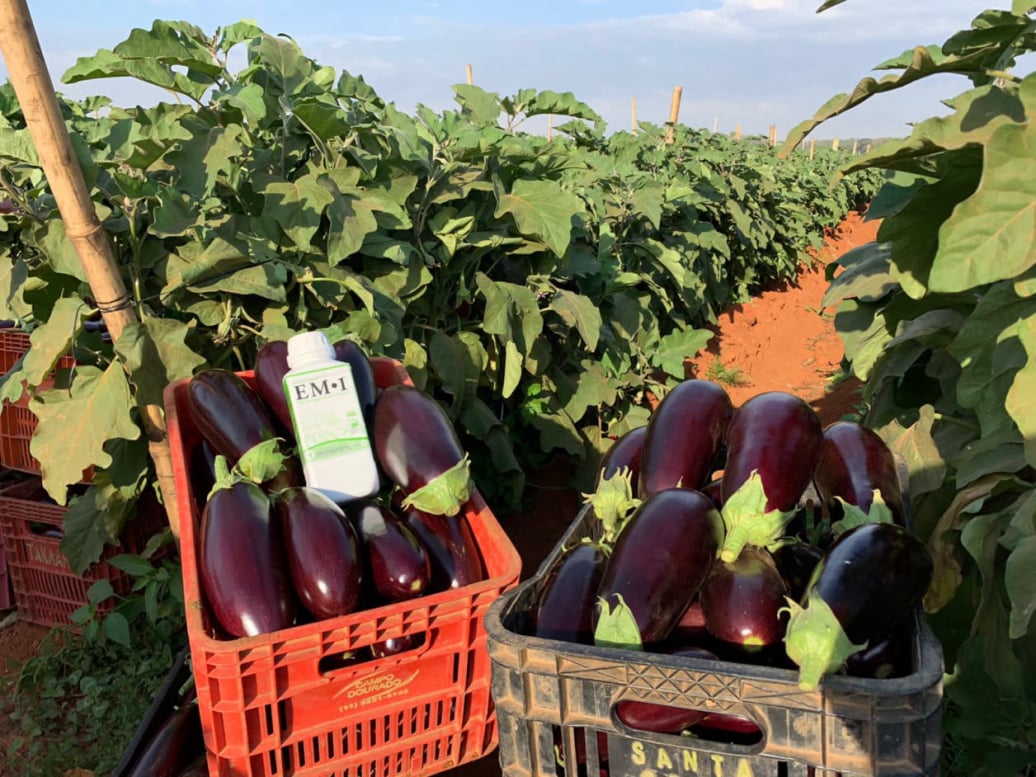 Agricultura Sustentável EM•1®