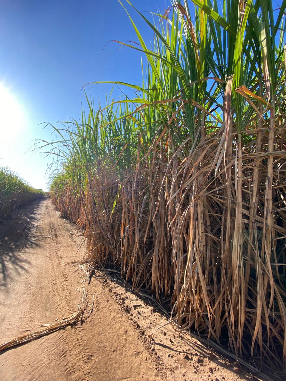 Produção Cana-de-açucar