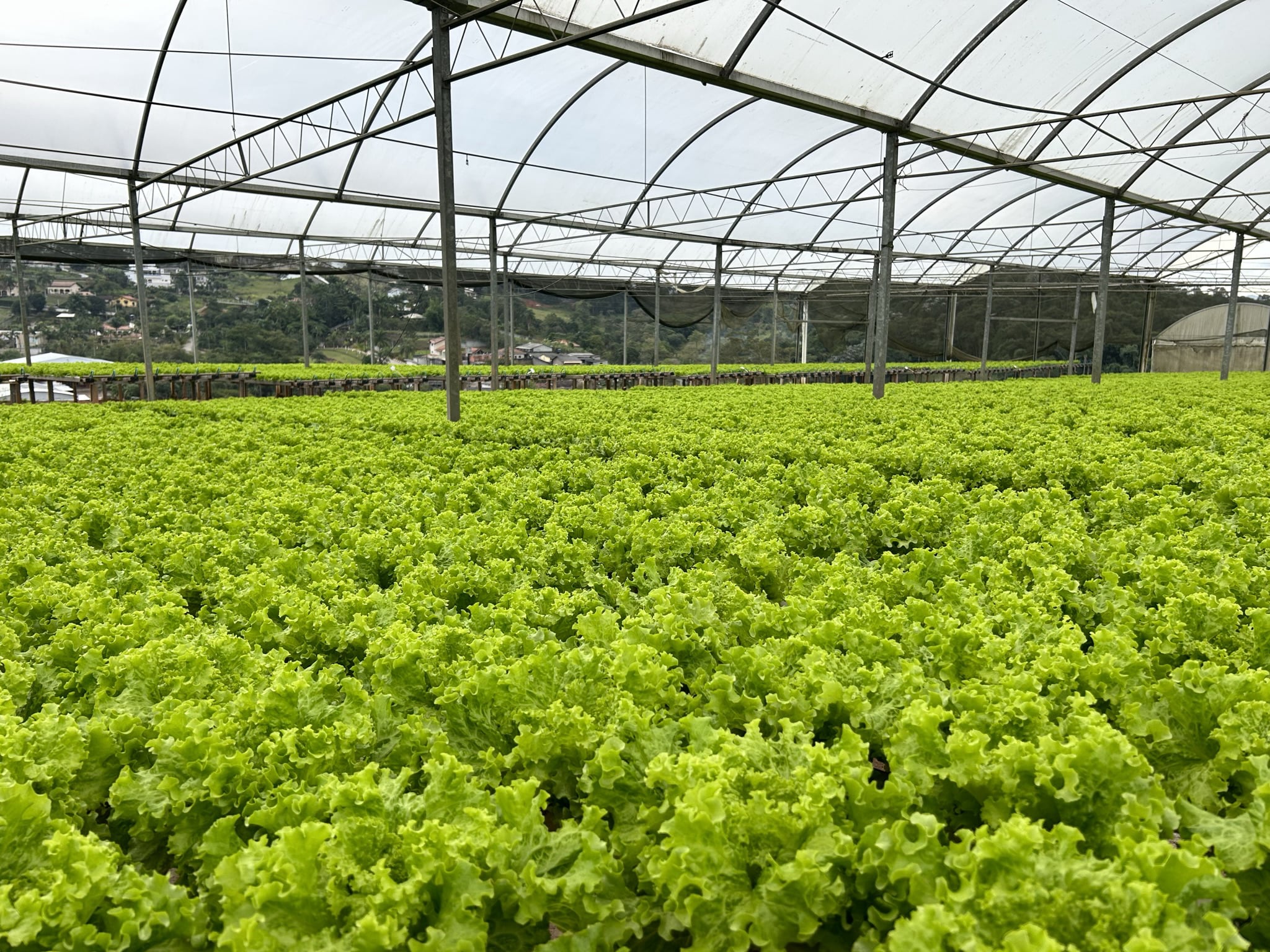 Produção Hortifruti